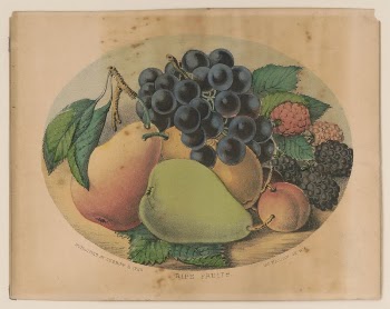 Ripe fruits between 1856 and | Free Photo - rawpixel