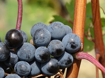 Ripe Grapes during Daytime