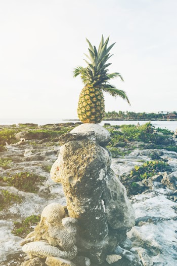 Ripe Pineapple on Stack of Gray Rocks