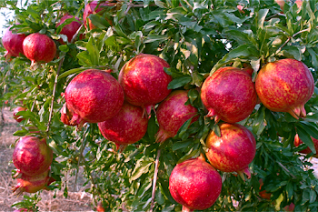 Ripe Pomegranates on a Lush Tree Branch