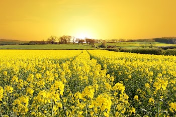 Rise and Shine. Stunning Sunrise over Farm and Yellow Crop Field in Northumberland, England