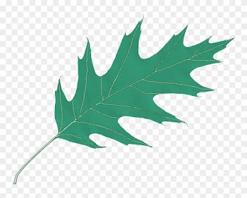 Rising Dove Logos - Oak Png Leaf