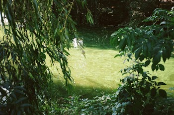 River Alongside Trees