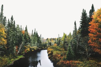 River among forest border collage | Free PSD - rawpixel