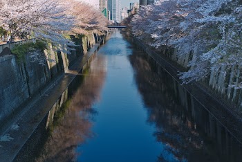 River and Cherry Blossoms