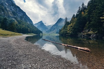 River and Pine Trees