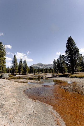 River Beside Trees
