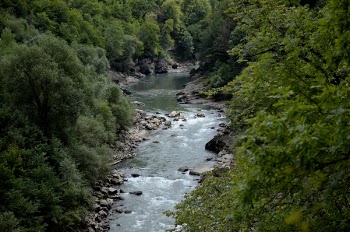 River Between Green Leaf Trees at Daytime