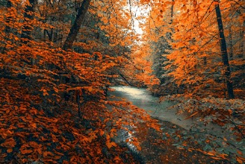 River Between Orange Leaves