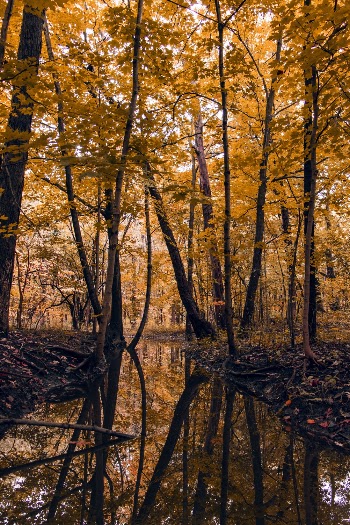 River Between Trees