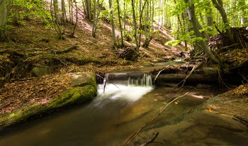 River Between Trees