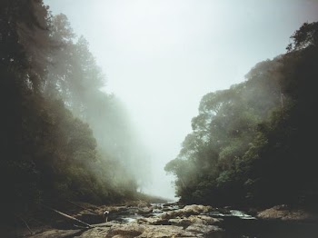 river between trees