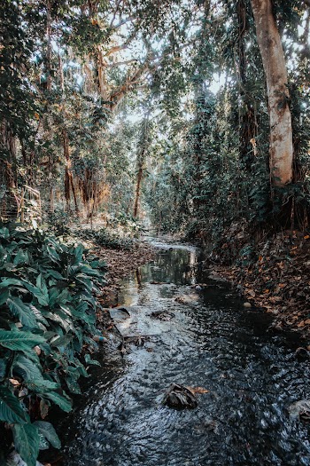 River Between Trees