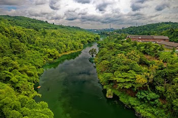 River Between Trees