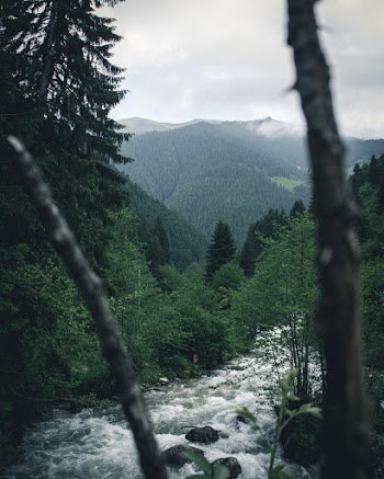River Between Trees