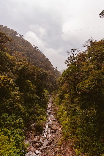River Between Trees