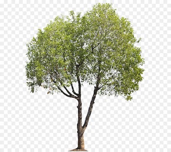 River birch Tree Landscape architecture - heart tree 