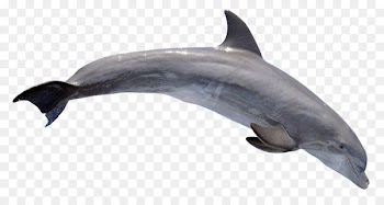 River dolphin Bottlenose dolphin Wallpaper - Dolphin 