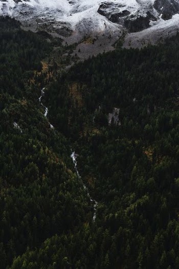 river in between pine forests