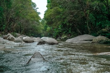 River in Between Trees