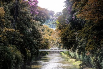 River In Between Trees