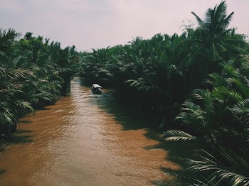 River In The Middle Of A Forest