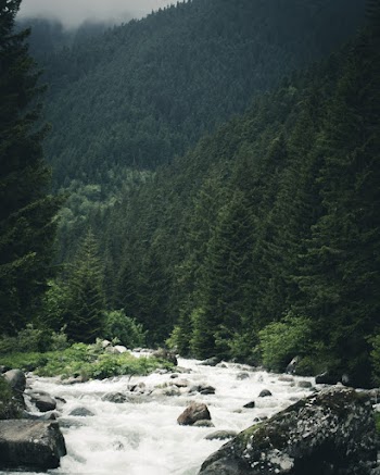 River Near Trees
