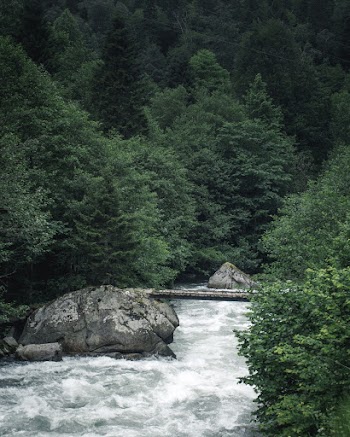 River on the Forest Photography