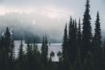 river surrounded by pine trees