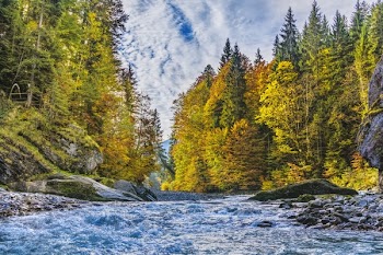 River Surrounded By Trees