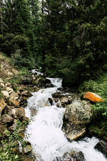River Surrounded by Trees