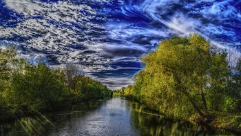 River Surrounded by Trees