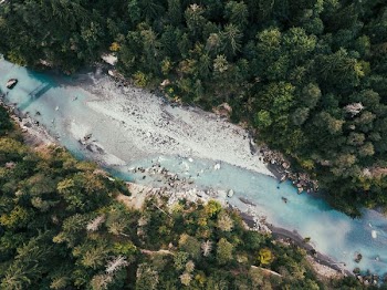 river surrounded by trees