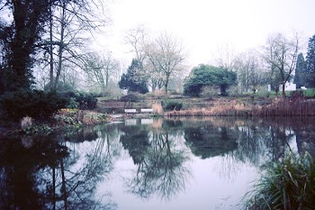 River Surrounded by Tress