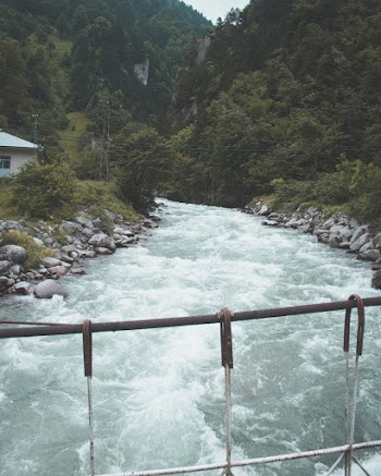 River Surrounded of Trees