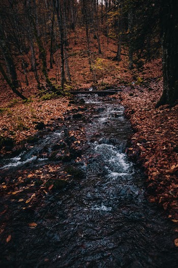 River Surrounded With Brown Trees