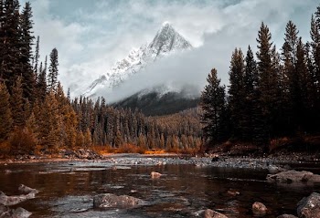 river surrounded with tall trees and mountain alp at distance