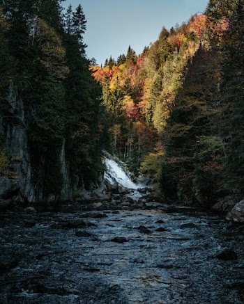 River Surrounded With Trees