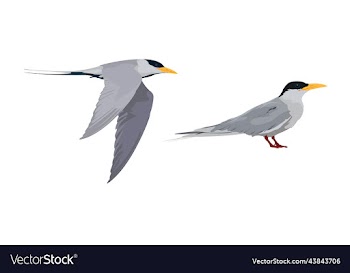 river tern bird
