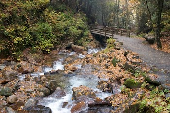 River Under Brown Wooden Bridge