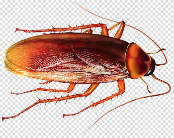 Roach Free PNG Image