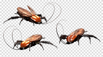 Roach PNG Download Image
