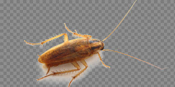 Roach PNG High-Quality Image