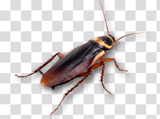 Roach PNG images free download