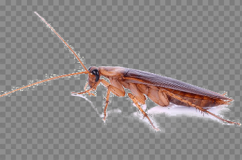 Roach PNG Pic