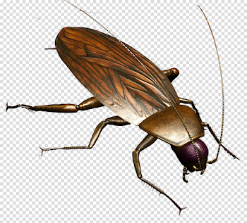 Roach PNG Picture