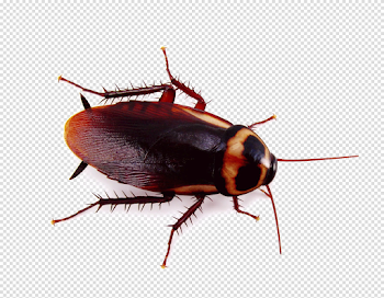 Roach Transparent Image
