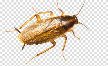 Roaches PNG Photo