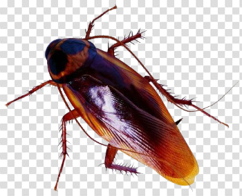 Roaches Transparent Image