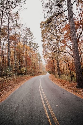 road between autumn forest